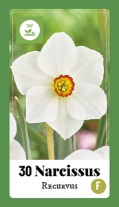 320.780 Label - 30 Narcissus Recurvus